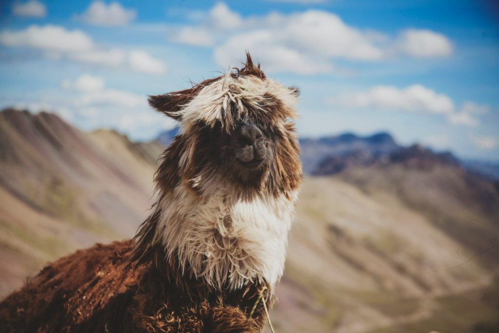 使用Ollama和Llama 2设置和运行本地LLM